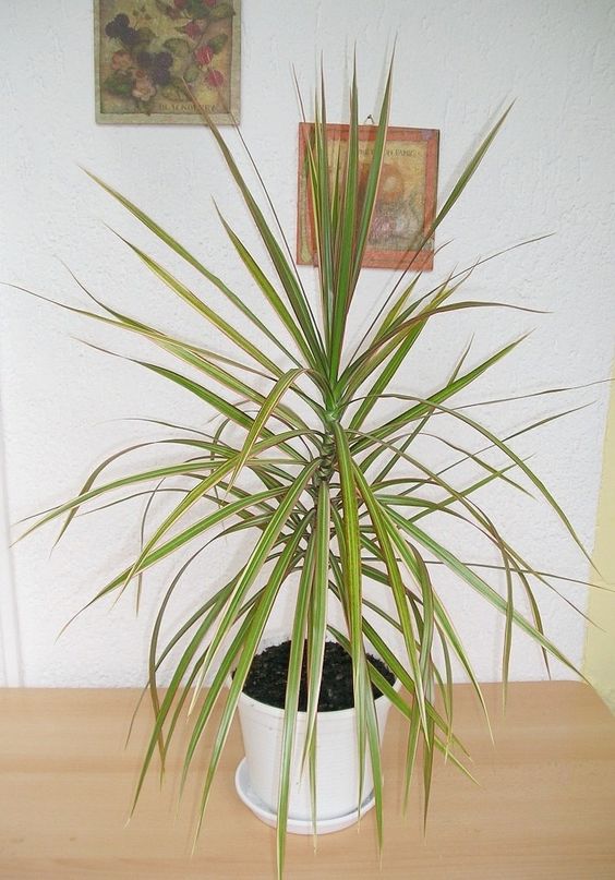 Dracaena slaapkamer Dracaena slaapkamer