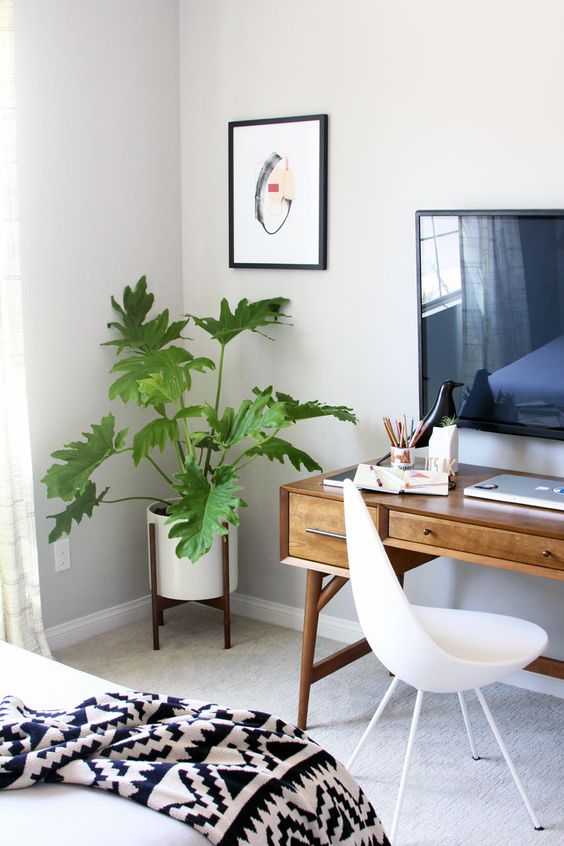 Philodendron Xanadu slaapkamer Philodendron Xanadu slaapkamer