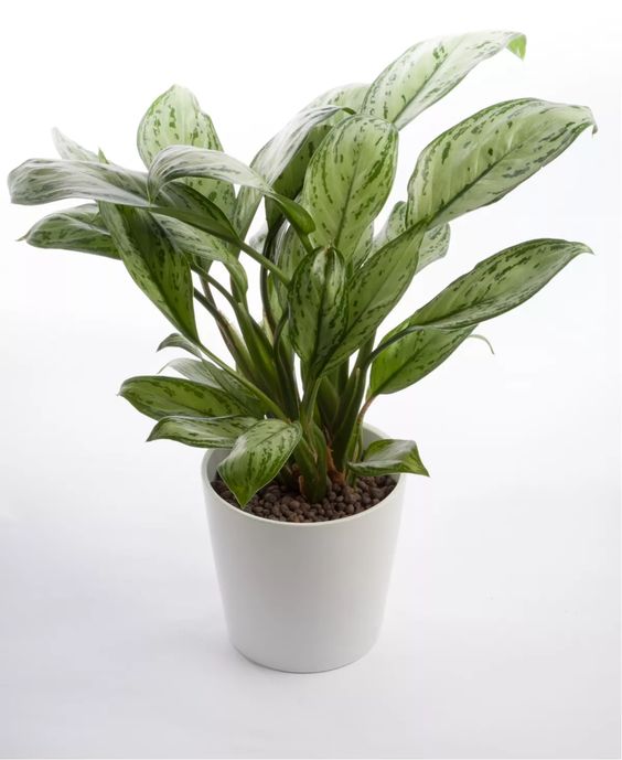 Aglaonema commutatum slaapkamer Aglaonema commutatum slaapkamer