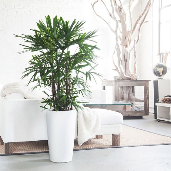 Rhapsis excelsa slaapkamer Rhapsis excelsa slaapkamer
