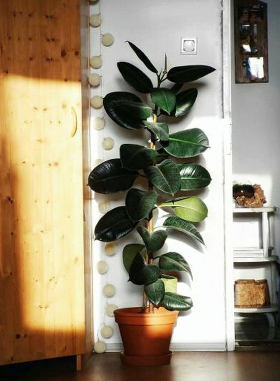 Rubberplant slaapkamer Rubberplant slaapkamer